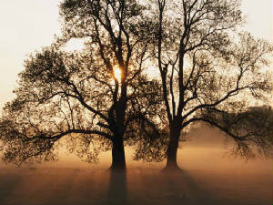 Tree.jpg